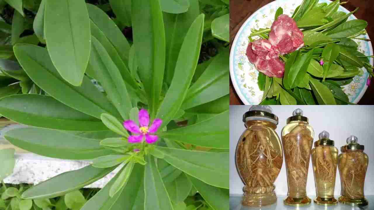 10 loại thảo dược thiên nhiên quý có trong trà giảm cân Hoa Sâm Đất