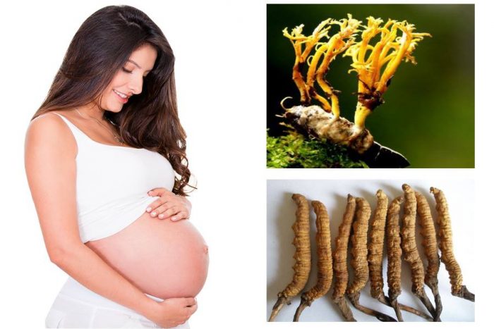 Phụ nữ đang mang bầu có nên dùng Đông trùng hạ thảo hay không?