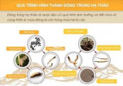 Đông trùng hạ thảo là gì? Thuốc, côn trùng hay cây cỏ