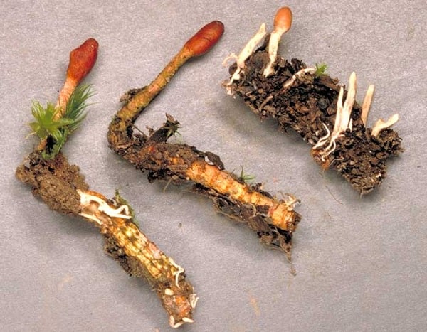 Đông trùng hạ thảo là gì? Thuốc, côn trùng hay cây cỏ