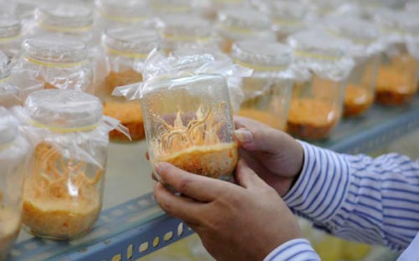 Đông trùng hạ thảo nuôi trồng nhân tạo tại Việt Nam có tốt không?
