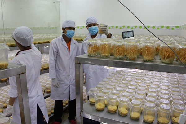 Đông trùng hạ thảo nuôi trồng nhân tạo tại Việt Nam có tốt không?